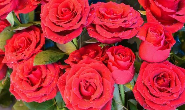 Çiçeklerde Damlaları Olan Romantik Kırmızı Güller — Stok fotoğraf