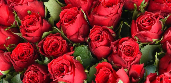 Czerwone Róże Tła Zamknij — Zdjęcie stockowe