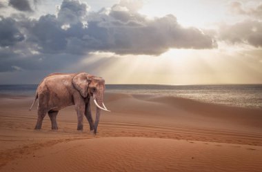 Çöldeki Afrika fili.