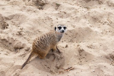 Ya mirket ya da kumda sörf yapmak..