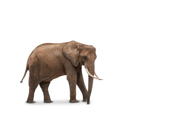 Elefante Africano Aislado Sobre Fondo Blanco Vista Lateral Del Animal — Foto de Stock