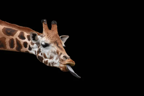 Cute Giraffe Head Shot Long Tongue Outstretched Isolated Black Background — Stock Photo, Image