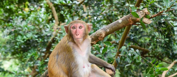 Ağaçtaki Maymun Rhesus Vahşi Dişi Primat Maymun Çin Doğal Ormanında — Stok fotoğraf
