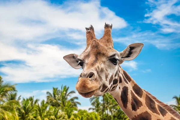 Cute Giraffe Head Looking Forward Close View Blurred Nature Background — Stock Photo, Image