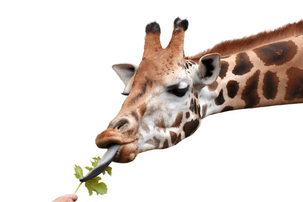 Girafa Comer Folhas Verdes Mão Humana Fundo Branco — Fotografia de Stock