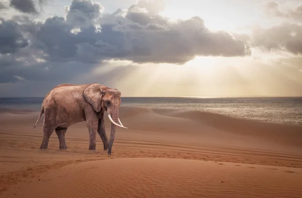 Elefante Africano Deserto — Fotografia de Stock