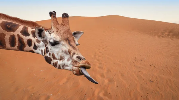 Engraçado Girafa Cabeça Deserto Dunas Fundo — Fotografia de Stock