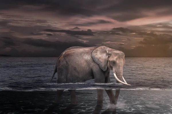 Африканский Слон Воде — стоковое фото