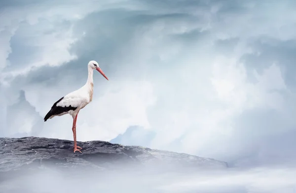 白鹤在云天的山岩上 — 图库照片