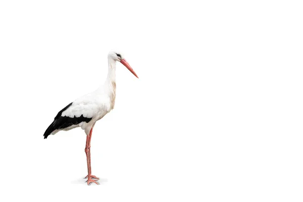 白色的鹤在白色的背景上隔离 整体和复制空间的侧视图 — 图库照片