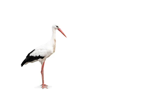 Cigogne Blanche Isolée Sur Fond Blanc Vue Latérale Corps Entier — Photo