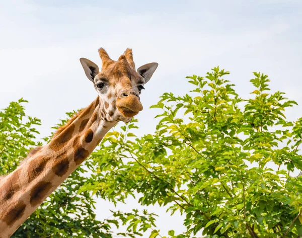 Girafa Cabeça Pescoço Fundo Natureza — Fotografia de Stock