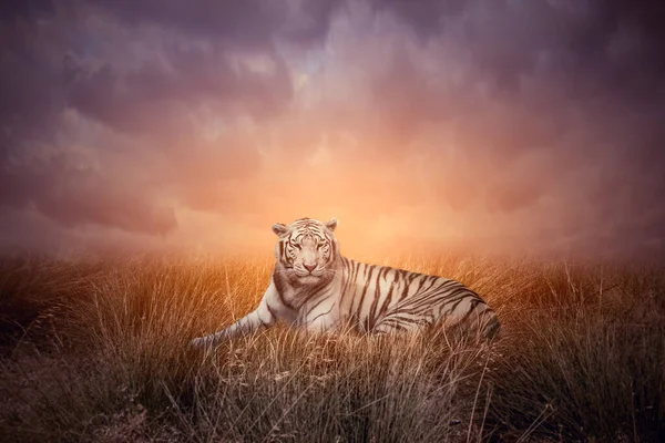 Tiger Grass Sunset White Bengal Tiger Panthera Tigris Natural Habitat — Stock Photo, Image