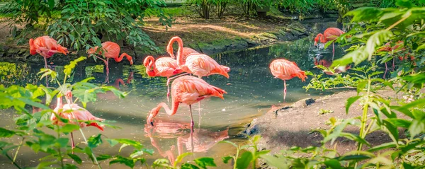 Ein Schwarm Rosa Flamingos Wasser — Stockfoto