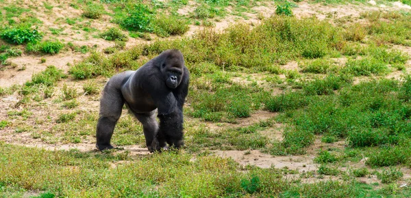 Δυτική Lowland Gorilla Αρσενικό Silverback Περπάτημα Στο Γρασίδι — Φωτογραφία Αρχείου