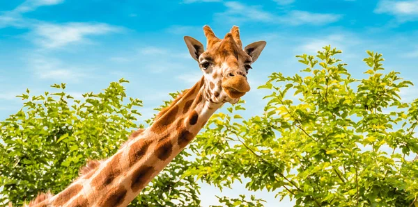 Retrato Girafa Natureza Girafa Olhando Para Frente Árvores Verdes Céu — Fotografia de Stock
