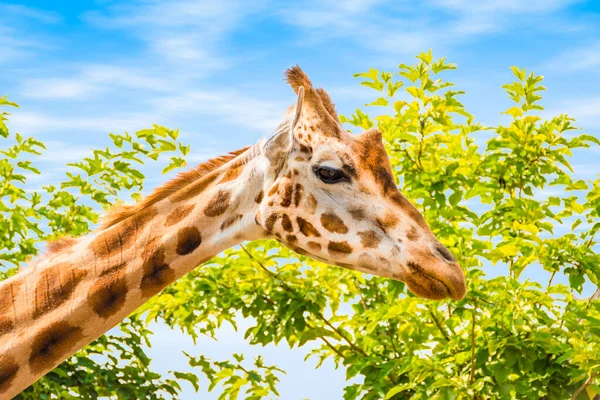 Side view of giraffe head. Blue sky and tree background.