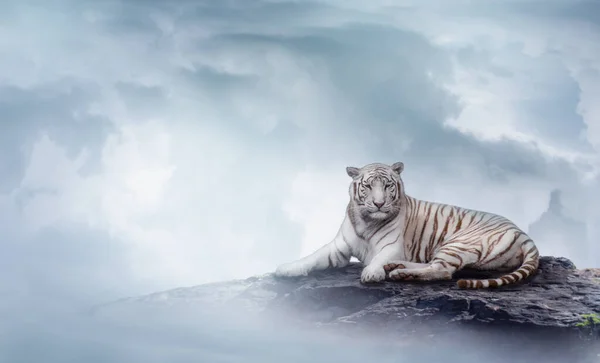 Tigre Branco Topo Rocha Entre Nuvens — Fotografia de Stock