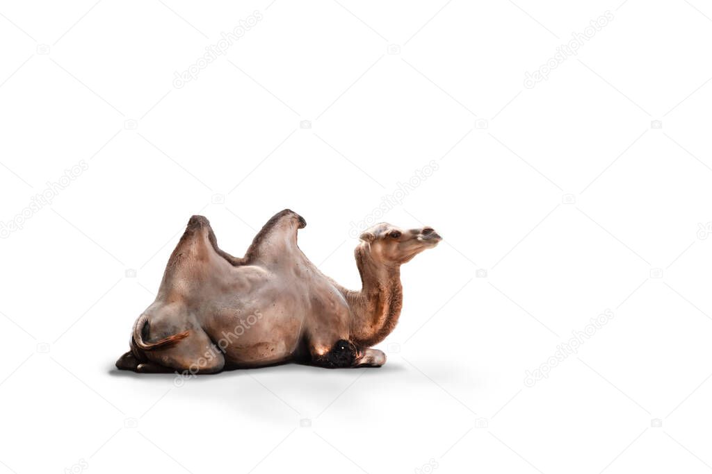 Camel sitting down on a white background. Wild Bactrian Camel.