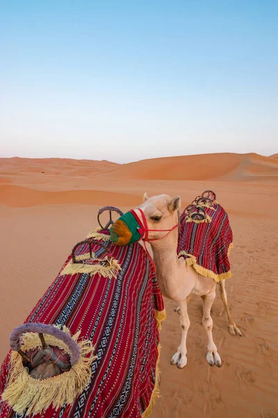 Paseo Camello Abu Dhabi — Foto de Stock