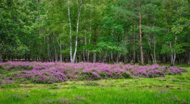 Belçika 'da yaprak döken bir ormanın kenarında çiçek açan fundalıklar..