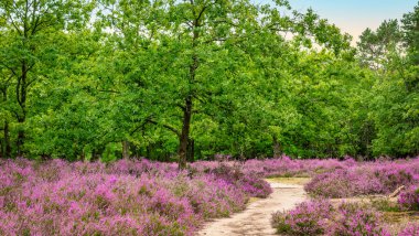  Belçika 'da mor kenevir manzarası.