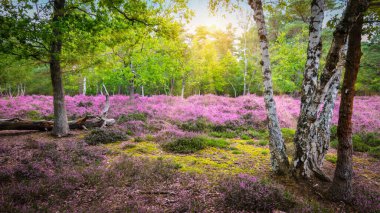 Yaprak döken orman ağaçlarının arasından güneşe sahip mor fundalık..