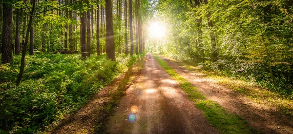 Paisaje Del Amanecer Con Sendero Través Del Bosque Caducifolio —  Fotos de Stock