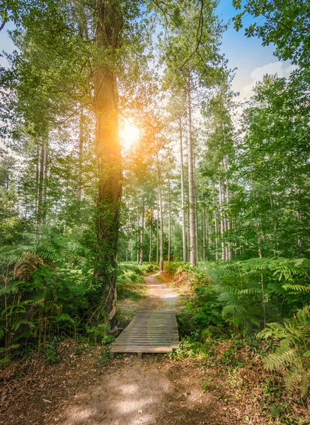 Sendero Pie Con Pequeño Puente Madera Través Del Parque Natural —  Fotos de Stock