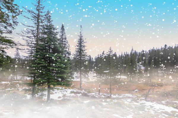Paisaje Invernal Con Pinos Nieve Niebla Fondo Navidad —  Fotos de Stock