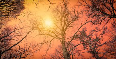 Ağaçlardan süzülen sisli güneşli ateşli turuncu arka plan karşısında alçak perspektifli ağaçlar..