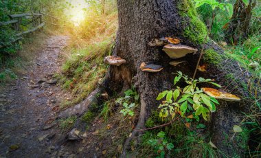Belçika doğasında bir ağaç gövdesine karşı bir grup mantar. Türkiye kuyruk mantarı veya Trametes Versicolor.