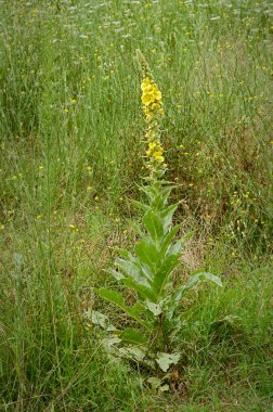 Verbascum thapsus, büyük mullein, ortak mullein