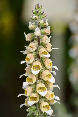 Digitalis lanata - yün yüksük otu