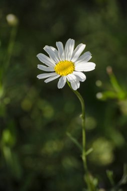 Tanasetum cinerariifolium - Pyrethrum tek çiçek