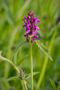 Stachys Officinalis, genel hedgenettle