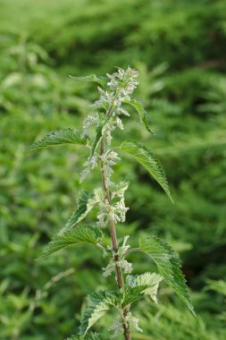 Urtica dioica, bilinen adıyla ısırgan otu, ısırgan otu.