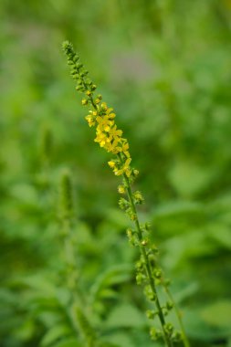 Agrimonia Eupatoria - yaygın tarım, kilise çan kuleleri veya yapışkan otlar. 