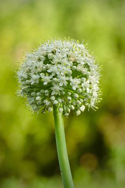 Çiçekli Soğan - Allium Cepa