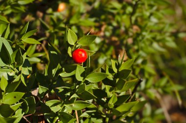 Ruscus aculeatus, Kasap Süpürgesi olarak bilinir.