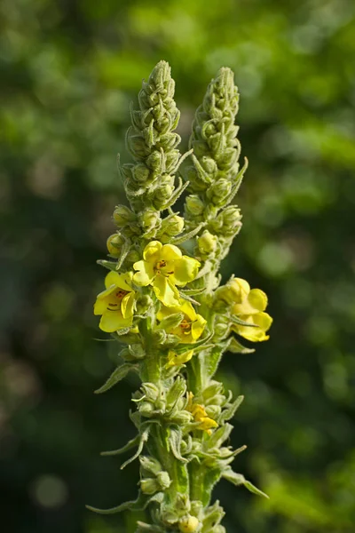 Verbascum Densiflorum Blühende Pflanze — Stockfoto