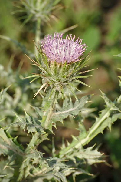 Cousinia Pterocaulos Kvetoucí Rostlina — Stock fotografie