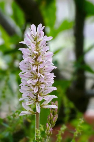 Francoa Appendiculata Krásná Květina — Stock fotografie