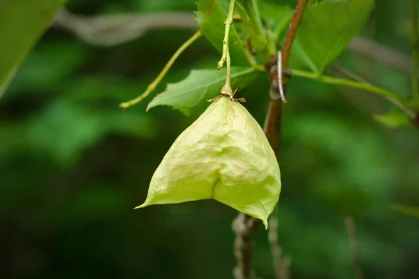 Staphylea Pinnata Hanging Fruit — Stock Photo, Image