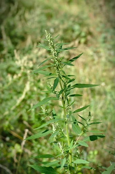 Chenopodium Albym Lamm Viertel — Stockfoto