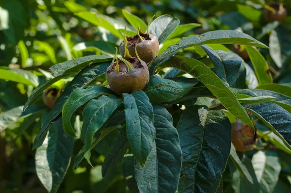 Mespilus Germanica Known Medlar Common Medlar — Stock Photo, Image