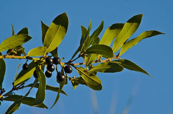 Leaves Berries Bay Laurel Laurus Nobilis — Stock Photo, Image