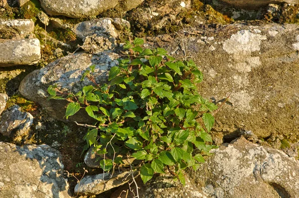 Parietaria Officinalis Östliche Wandelröhre — Stockfoto