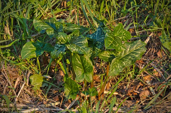 Arum Maculatum Cabeça Cobra Raiz Víbora Arum Arum Selvagem Lírio — Fotografia de Stock