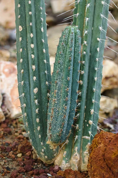 Trichocereus Macrogonus Cactus Bolivia — Foto de Stock